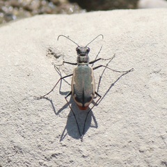Cicindela marginipennis