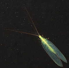 Apertochrysa edwardsi