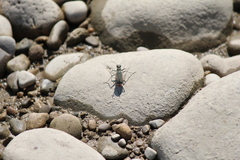 Cicindela marginipennis
