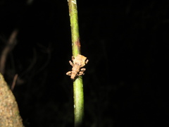 Lyperobates