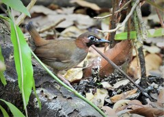 Formicarius moniliger