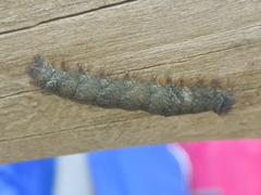 Gastropacha quercifolia