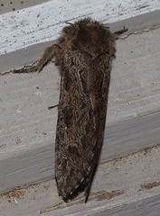 Oncopera rufobrunnea