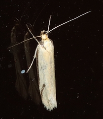 Philobota protecta