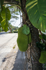 Artocarpus heterophyllus