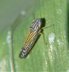 Graphocephala pulchra