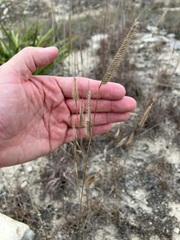 Bouteloua pectinata