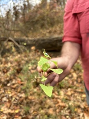 Persicaria perfoliata