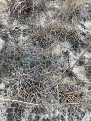 Bouteloua pectinata