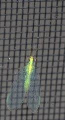 Apertochrysa edwardsi