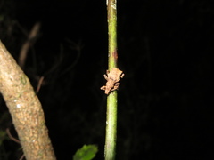 Lyperobates