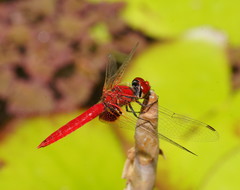 Aethriamanta circumsignata