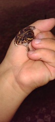 Odontophrynus