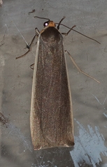 Palaeosia