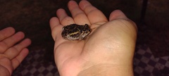 Odontophrynus
