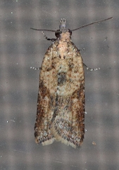 Epiphyas postvittana