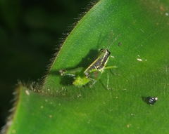 Liebermannacris dorsualis