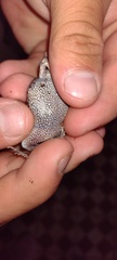 Odontophrynus