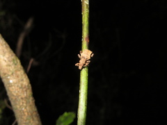 Lyperobates