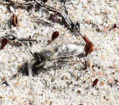 Colletes cunicularius
