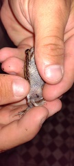 Odontophrynus