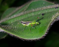 Liebermannacris dorsualis