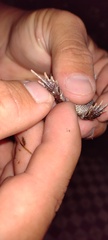 Odontophrynus
