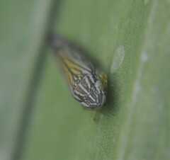 Graphocephala pulchra