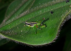 Liebermannacris dorsualis