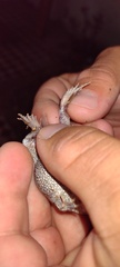 Odontophrynus