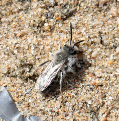 Colletes cunicularius