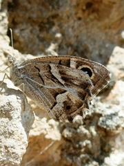 Hipparchia fidia