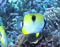 Chaetodon unimaculatus