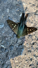 Urbanus proteus proteus