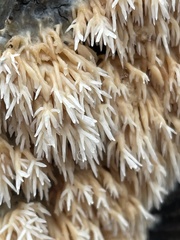 Radulomyces copelandii