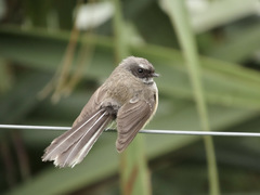 Rhipidura fuliginosa placabilis