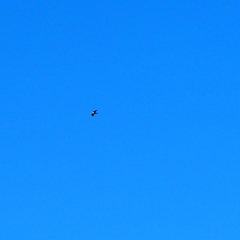 Gypaetus barbatus barbatus