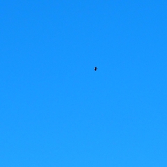 Gypaetus barbatus barbatus
