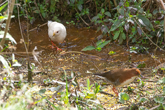 Laterallus leucopyrrhus