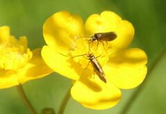 Micropterix calthella