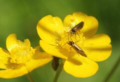 Micropterix calthella