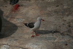 Leucophaeus scoresbii