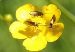 Micropterix calthella