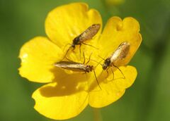 Micropterix calthella