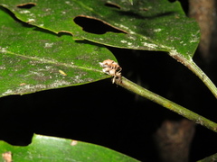 Stephanorhynchus curvipes