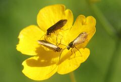 Micropterix calthella