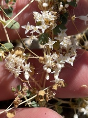 Cuscuta