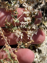 Cuscuta