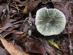 Russula parvovirescens