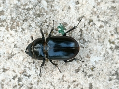 Lucanus barbarossa